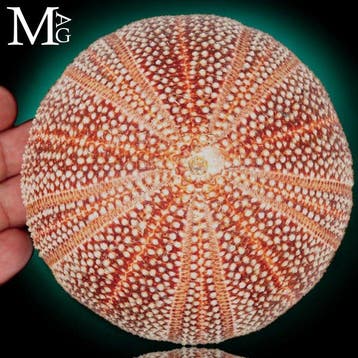 Extra-grote zee-egel-test met een levendige natuurlijke, Nieuw