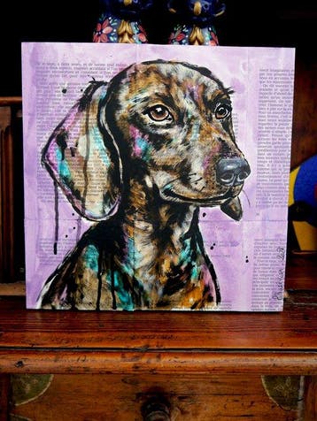 Bazévian DelaCapucinière - Portrait Disco Dachshund dog
