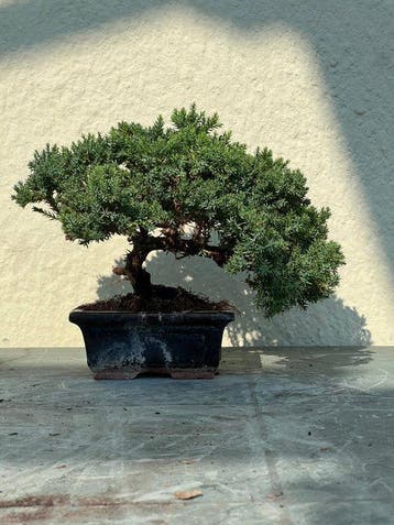 Jeneverbes bonsai (Juniperus) - Hoogte (boom): 15 cm -