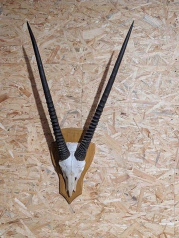 Gemsboktrofee op Schild Taxidermie wandmontage - Oryx