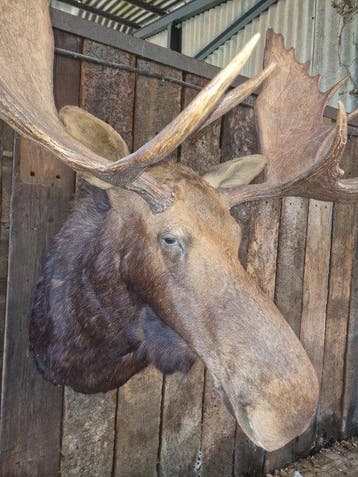 Élan Support de tête pour taxidermie - Alces alces - 200 cm, Collections