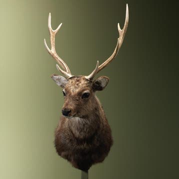 Sikahert Taxidermie Opgezette Dieren By Max, Ophalen of Verzenden, Opgezet dier