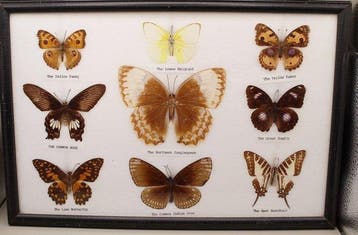 Ingelijste verzameling van 9 vlinders – Aziatische