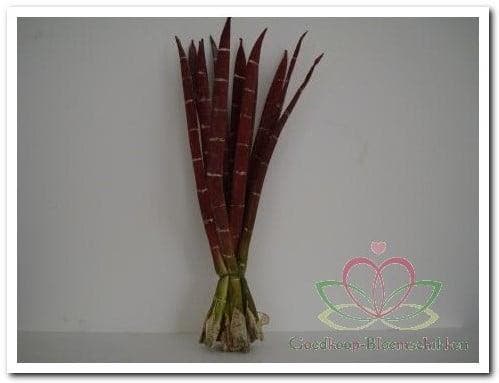 Exotic Stripe Bundel Rusty + Groen Foamblad, Huis en Inrichting, Woonaccessoires | Kunstplanten en Kunstbloemen, Nieuw