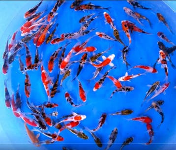 Miyako 8-12cm (Japanse Koi), Ophalen of Verzenden, Nieuw
