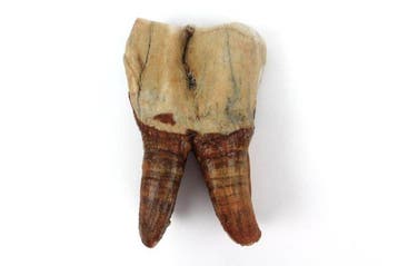 Rhinocéros laineux - Dent fossile - Coelodonta antiquitatis, Collections