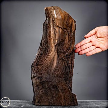 Natuurlijk feeënhout-kristalliseerd versteend hout uit