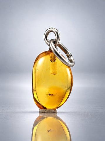 Levendig honingamberhanger – parasitaire wesp met fijne