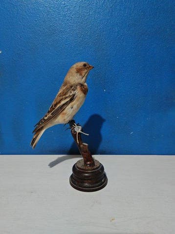 Zigolo delle nevi Taxidermie volledige montage -
