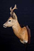 Reebok Taxidermie volledige montage - Capreolus capreolus -, Nieuw