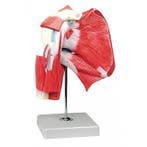 Model schouder met diepe musculatuur ST-ATM 248, Verzenden
