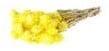 Capblumen Kaapsbloemen bundel Geel ca. 40 cm 35 stuks