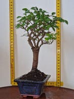 Chinese iep bonsai (Ulmus parviflora) - Hoogte (boom): 23 cm