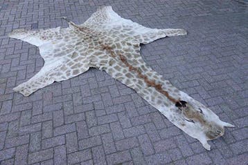 Northern Giraffe Taxidermie volledige montage - Giraffa, Nieuw