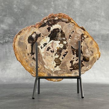 Magnifique tranche de bois pétrifié sur un socle