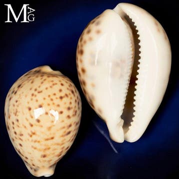 Couleur Rare - Pour les collectionneurs Cypraea Tigris crème