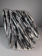 Grote decoratieve nautiloïden - Fossiele matrix - Orthoceras