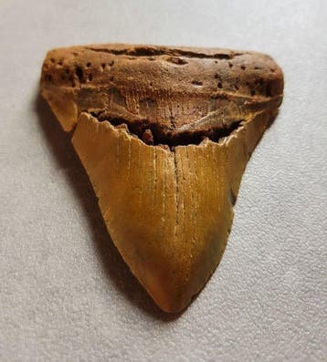 Megalodon - Fossiele tand - 12 cm - 9.7 cm