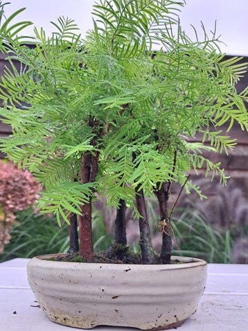 forêt de Métaséquoïa dans un pot de bonsaï - Hauteur (arbre)