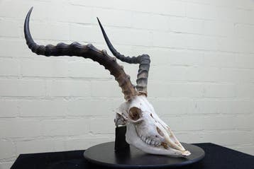 Large African Impala Schedel - Aepyceros melampus - 0 cm - 0, Verzamelen, Nieuw
