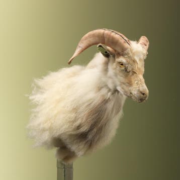 Schaap Taxidermie Opgezette Dieren By Max, Ophalen of Verzenden, Nieuw, Wild dier, Opgezet dier