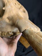 Fossiele schedel - Elephas falconeri (myth of the Cyclops) -