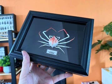 Krab Taxidermie wandmontage - Doclea rissonii - 18 cm - 13