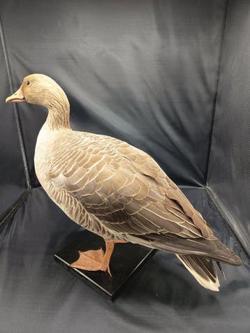 oie sauvage Monture pour réplique taxidermique - Anser anser