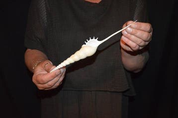 Zeeslak Zeeschelp - S-379 TIBIA FUSUS (Zonder minimumprijs)