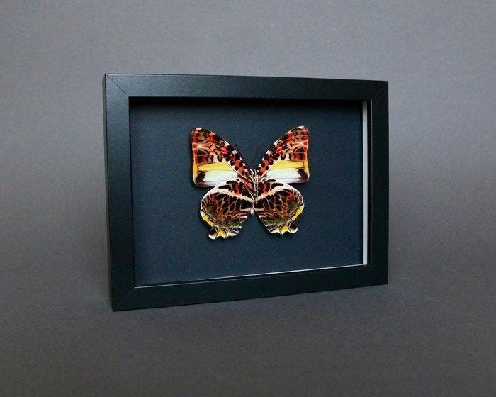 Vlinder Taxidermie volledige montage - Agatasa calydonia -, Antiek en Kunst, Curiosa en Brocante