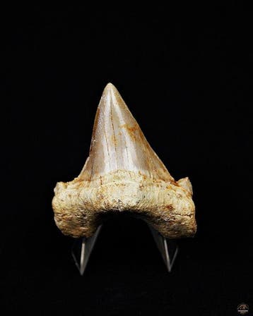 Requin - Dent fossile - Otodus Obliquus (Sans prix de, Collections
