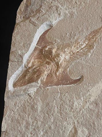 Vis - Fossiel skelet - Coccodus - 16 cm - 14 cm, Verzamelen