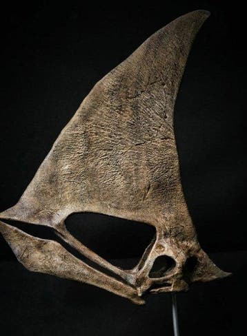 Replica Caiuajara 35 cm - Fossiele schedel (Zonder