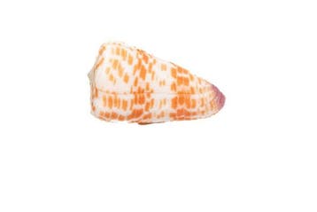 Conus tessulatus (60mm) | Grote droom voor verzamelaars |, Collections