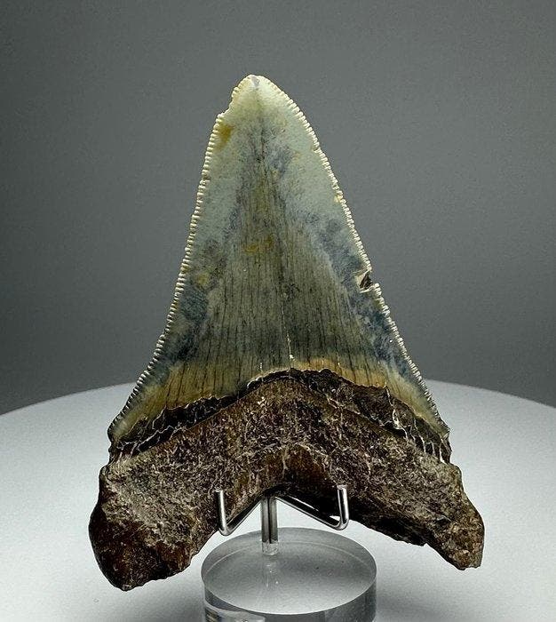 Megalodon - Fossiele tand - 9 cm - 6 cm, Verzamelen, Mineralen en Fossielen