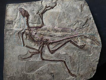 Fossiel skelet van museumniveau van Anchiornis, een aviale