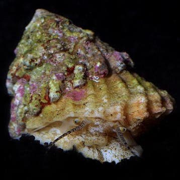 Astrea (Spiny shell slak), Dieren en Toebehoren, Vissen | Aquariumvissen