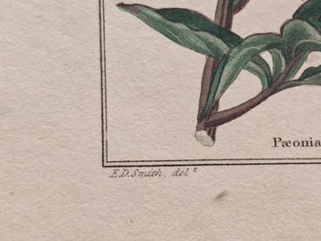 Benjamin Maund (1790–1863) / Edwin Dalton Smith (1800–1883)