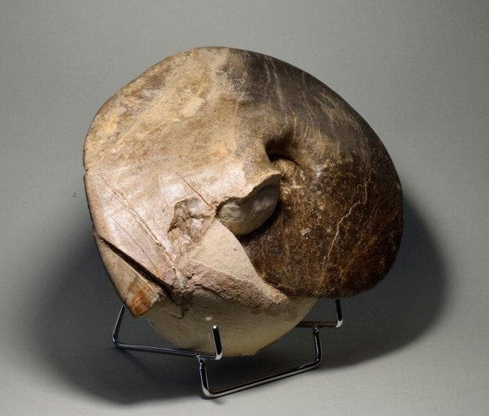 Ammoniet - Gefossiliseerde schelp - Choffaticeras segne, Verzamelen, Mineralen en Fossielen