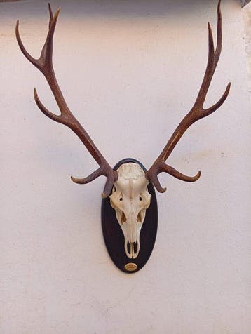 Cerf Support mural pour taxidermie - Cervus elaphus, Verzamelen, Dierenverzamelingen, Nieuw