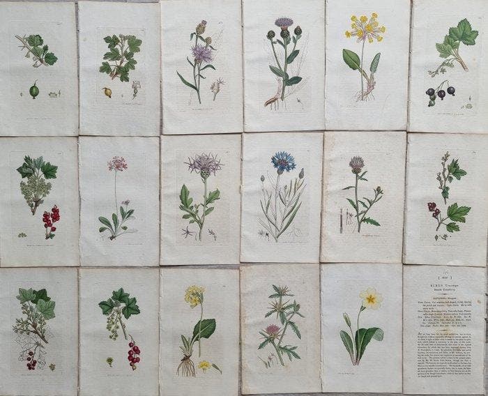 James Edward Smith / James Sowerby - Lot. of 34 sheets -, Antiek en Kunst, Antiek | Boeken en Manuscripten