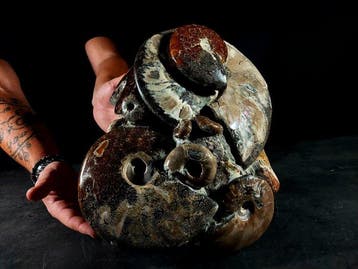 Indrukwekkende blok fossiele cefalopoden - Gefossiliseerd, Nieuw