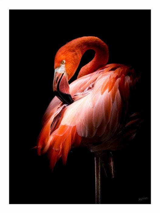 Jeffrey Van Daele - Crimson Elegance, Antiquités & Art, Art | Objets design