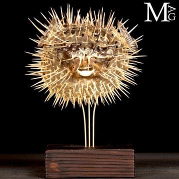 Kogelvis op houten en messing voet - Taxidermie volledige, Antiek en Kunst