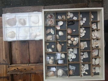 Collection de coquillages Coquillage marin - Bivalves (Sans, Collections