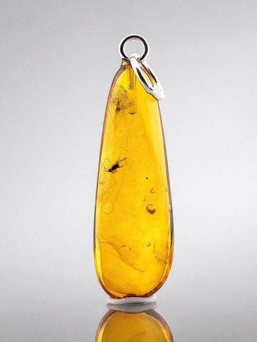 Pendentif en ambre miel brillant – Ancien ICHNEUMON WASP –, Antiquités & Art, Curiosités & Brocante
