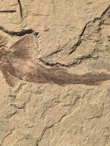 Fish-rare - Gefossiliseerd dier - Peipiaosteus pani - 16 cm