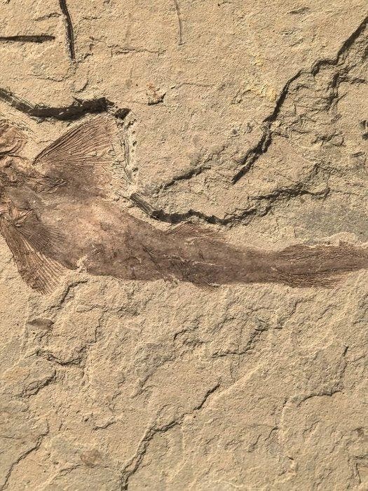 Fish-rare - Gefossiliseerd dier - Peipiaosteus pani - 16 cm, Collections, Minéraux & Fossiles