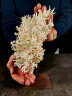 vogelnestkoraal Taxidermie volledige montage - Seriatopora, Nieuw