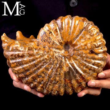 Ammoniet Fossiel Lucidata – Madagaskar - Fossiel fragment -